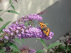 Eifelferienhaus Lissendorf - Garten